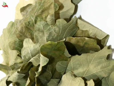Дуб Осенний лист цвет Желудевый рисунок, Лист, лист, фотография, кленовый  лист png | Klipartz