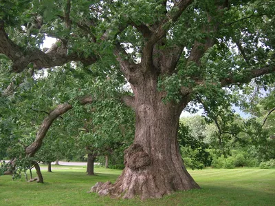 Дуб обыкновенный Quercus robur - купить декоративные и хвойные растения с  доставкой по Украине в магазине Добродар