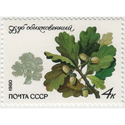 Купить саженцы Дуба черешчатого 🌱по цене от 300₽ из питомника с доставкой  | Питомник «Зелёная Фазенда»