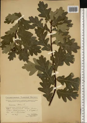Лист гербарный с растением. Дуб обыкновенный, или черешчатый, летний.  Quercus robus