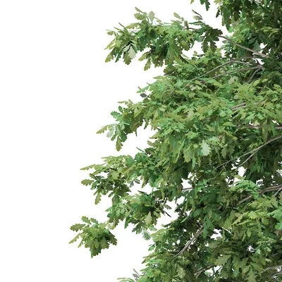 Дуб обыкновенный (Quercus robur)
