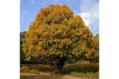MW0661117, Quercus robur (Дуб черешчатый, Дуб обыкновенный), specimen
