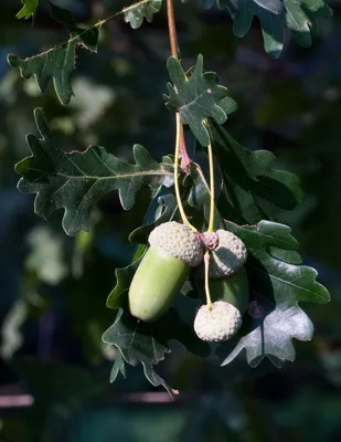 Дуб обыкновенный (Quercus Robur) 6,9 м 3D Модель $20 - .c4d .max .fbx  .unknown .ma .obj - Free3D