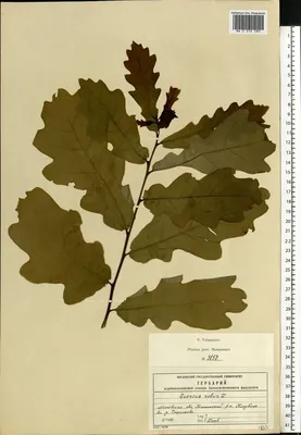 Quercus robur L. - Дуб обыкновенный