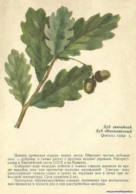 Дуб черешчатый (фото, описание) - купить саженцы в Новосибирске из питомника