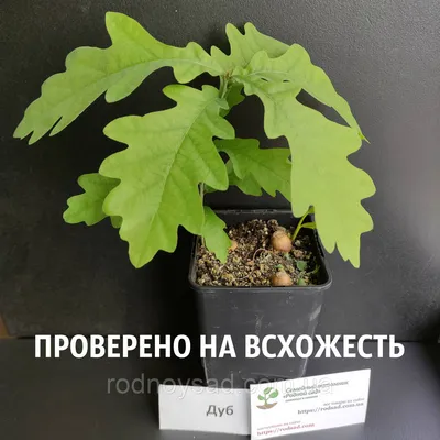 Дуб звичайний. Саджанці дуба. Дуб обыкновенный. Саженцы дуба.: 25 грн. -  Зоотовары Вышков на Olx