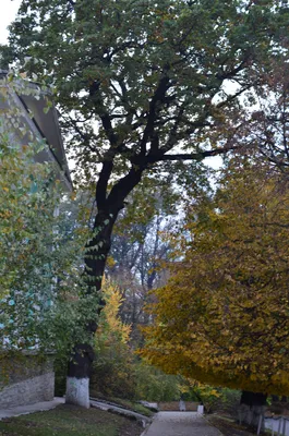 MW0315082, Quercus robur (Дуб черешчатый, Дуб обыкновенный), specimen