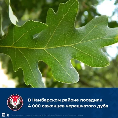 Дуб черешчатый семена (20 шт) (Quercus robur) желудь обыкновенный летний  или английский (ID#780575936), цена: 50 ₴, купить на Prom.ua
