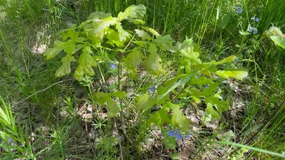 Дуб обыкновенный, кора 50гр ЛекраСэт (Quercus robur L.) | Интернет-магазин  \"Сила природы\"