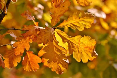 Осенние листья дуба (50 фото) - 50 фото