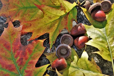 Осенний дубовый лист (49 фото) - 49 фото