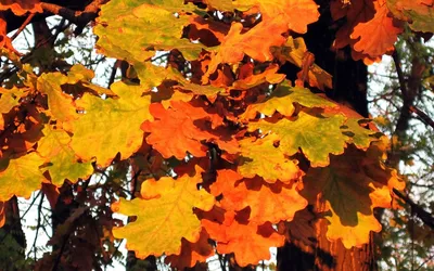 Дуб Листья Осенью - Бесплатное фото на Pixabay - Pixabay