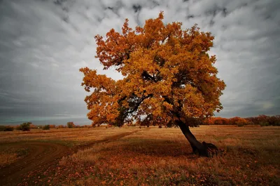Скачать обои деревья, природа, листья, осень, дуб разрешение 1680x1050  #36227