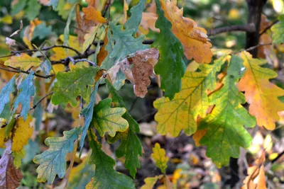 дуб осень листья дубовые листья солнце autumn oak snirons | Дубовые листья,  Осенние листья, Листья