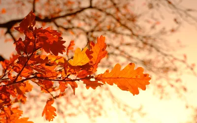 Дуб осенью (57 фото) - 57 фото