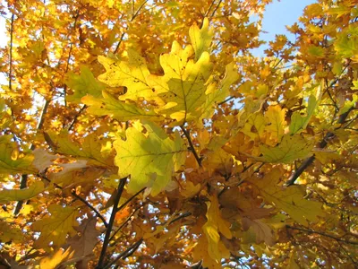 Дуб Осенью Фото Листьев – Telegraph