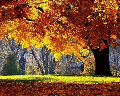 Дерево дуб осенью - 73 фото