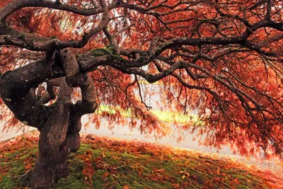 Красочный дуб осенью выходит на ветку дуба в лес Стоковое Изображение -  изображение насчитывающей сух, деталь: 197929031