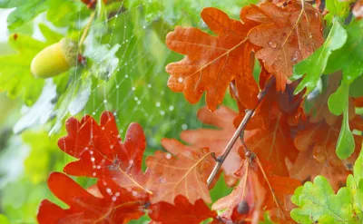 Дуб осенью - красивые фото