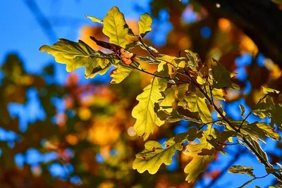 Один Старый Дуб Осенью — стоковые фотографии и другие картинки Без людей -  Без людей, Величественный, Время года - iStock