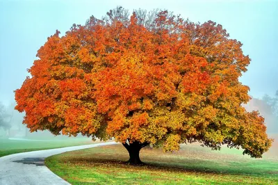 Старый дуб осенью с золотыми листьями на ветвях Стоковое Фото - изображение  насчитывающей листво, падение: 211267934