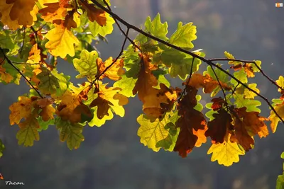 Красивые осенние листочки дерева дуба - 56 фото