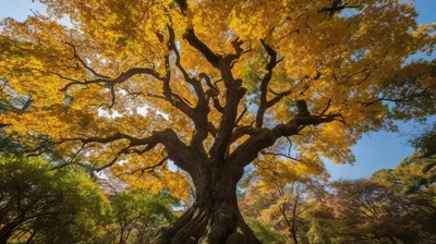Дерево дуб осенью (53 фото) - 53 фото