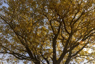 Искусственное дерево Дуб осенний - купить в Москве, цены на Мегамаркет