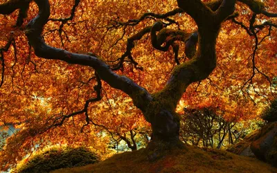 Дуб Осенью В Поле С Солнцем В Ветвях — стоковые фотографии и другие  картинки Лето - Лето, Срочность, Фоновые изображения - iStock
