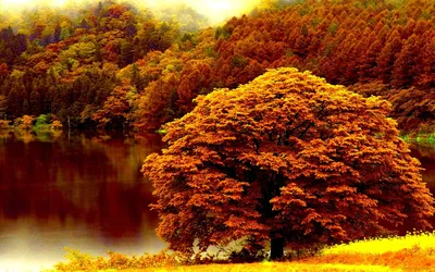 Дерево, дуб, осень, дорога, листья обои для рабочего стола, картинки, фото,  1280x1024.
