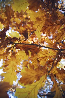 Осенний дуб рисунок - 43 фото