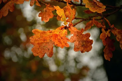 Лист дуба летом и осенью - 63 фото