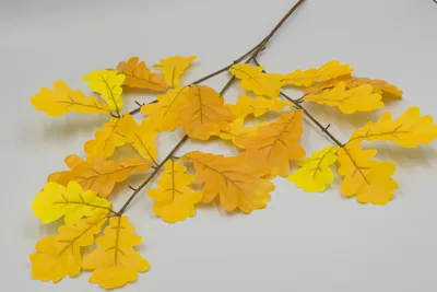 деревья,краски,осень,оранжевый,дуб,голубой фон,небо,листва Stock Photo |  Adobe Stock