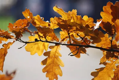 Золотой Дуб, Осень Цвета, Bollington, Пиблз, Шотландия Фотография,  картинки, изображения и сток-фотография без роялти. Image 24693210