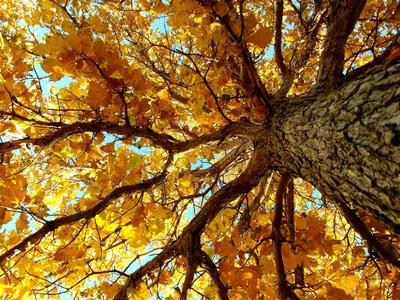 Осень, ветер, дождь, старый дуб …» — создано в Шедевруме