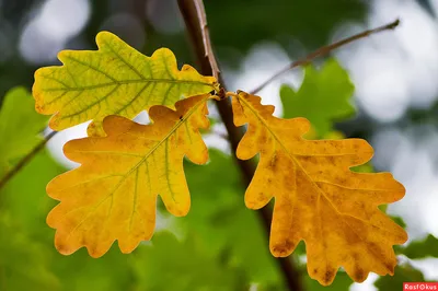 картинки : Листья, Дуб, Осень, падать, небо, дерево, кленовый лист,  Лиственный, филиал, Семейство плоских деревьев, Ветка 5472x3648 - naober -  1460519 - красивые картинки - PxHere