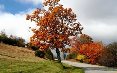 Картинка Листья quercus palustris Дуб Осень Природа ветка 2560x1707