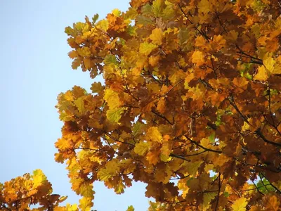 Осень Дуб Дерево - Бесплатное фото на Pixabay - Pixabay