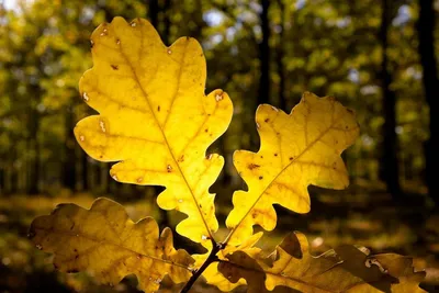 Дуб Осень Желтый Дубовый - Бесплатное фото на Pixabay - Pixabay