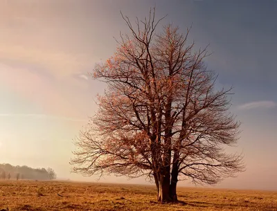красный дуб осенний фон с солнечными лучами и копией пространства Фото И  картинка для бесплатной загрузки - Pngtree