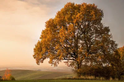 Осеннее дерево ДУБ / Как нарисовать красивое дерево и осенние листья -  YouTube