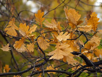 Листья дуба осенью (58 фото) - 58 фото