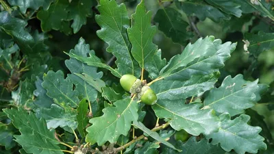 Дуб пушистый (Quercus pubescens) — путеводитель по отдыху в Крыму