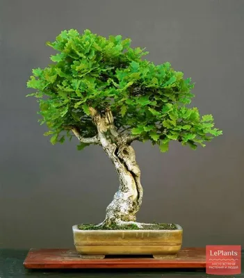 Дуб скальный (Quercus petraea) — описание, выращивание, фото | на  LePlants.ru
