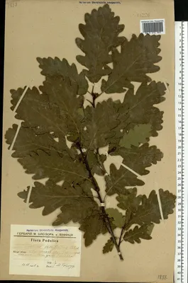 MW0314983, Quercus petraea (Дуб скальный), specimen