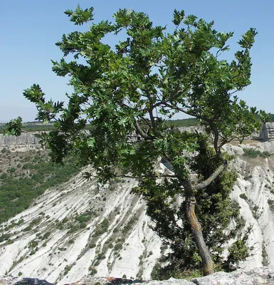 Дуб скальный | Экология, лес и почва