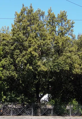 Дуб каменный (Quercus ilex) — путеводитель по отдыху в Крыму