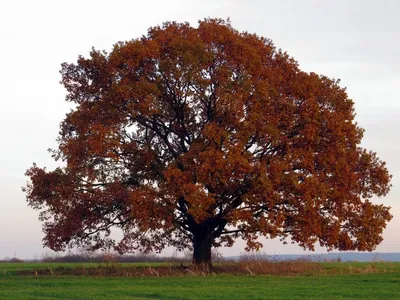 Quercus petraea – Дуб скальный — Bruns Pflanzen