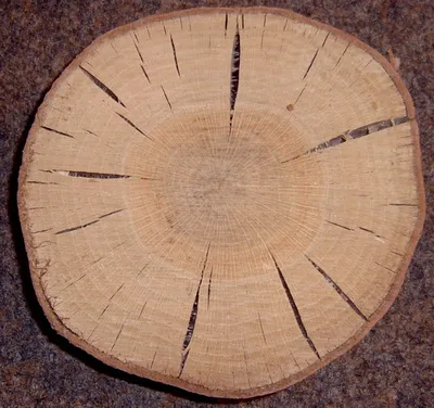 Дуб древесина (74 фото) »