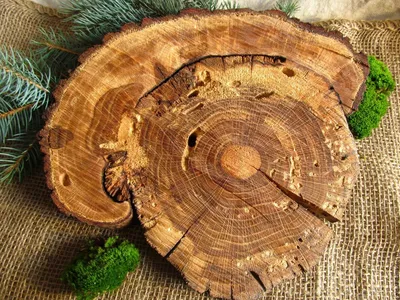 Текстура древесины разрез дуба кольца…» — создано в Шедевруме